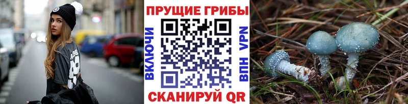 Галлюциногенные грибы GOLDEN TEACHER  продажа наркотиков  Подпорожье 